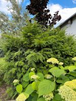 Taxus Eibe drei Stück ca. 1,50 m & 2 x 2,50m Düsseldorf - Derendorf Vorschau