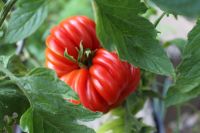 Gemüse-, Fruchtpflanzen Tomate,Paprika, Physalis Walderdbeeren Bayern - Ebermannstadt Vorschau