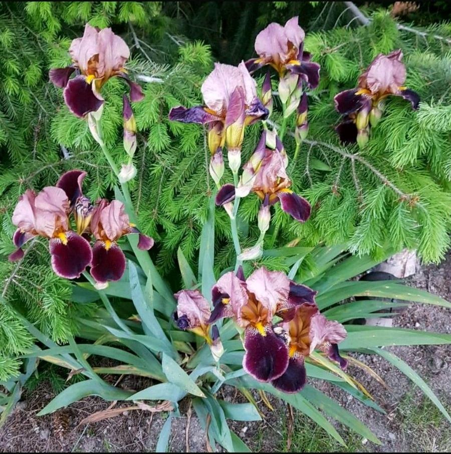 Mehr als 15 Sorten Schwertlilien Iris teilweise auch als Samen in Leipzig