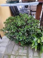 Geldbaum - Crassula ( über 1m hoch) Kr. Passau - Passau Vorschau