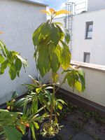 Avocado Baum München - Pasing-Obermenzing Vorschau