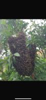 Bienenschwarm einfangen Sachsen - Moritzburg Vorschau