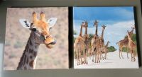 Bild Giraffen Leinwand Giraffe Bilder quadratisch 40x40 Hannover - Bothfeld-Vahrenheide Vorschau