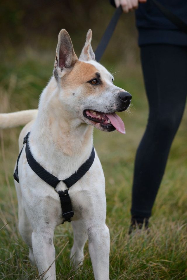 King - aufrichtiger und braver Familienhund in Brake (Unterweser)