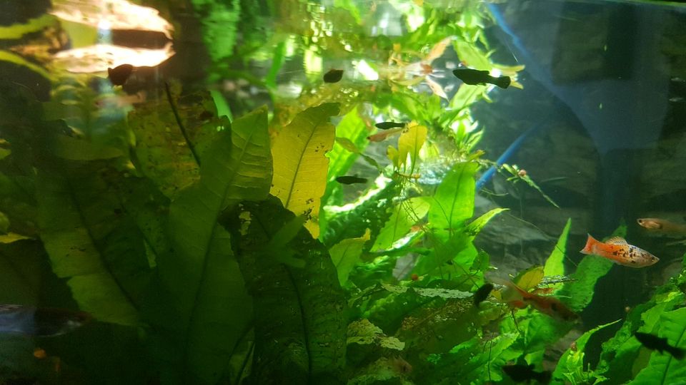 Aquariumfische,junge Schwerträger und Black Mollys in Heide