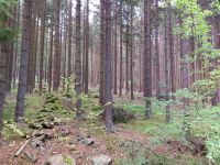 Sehr schönes gepflegtes Waldgrundstück zu verkaufen Bayern - Tiefenbach Oberpf Vorschau