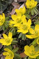 100 Samen Winterling gelb Frühling Frühblüher bienenfreundlich Sachsen - Dürrhennersdorf Vorschau