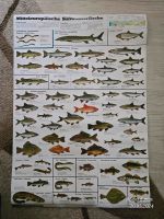 Poster Süßwasser Fische Angeln Sachsen-Anhalt - Haldensleben Vorschau