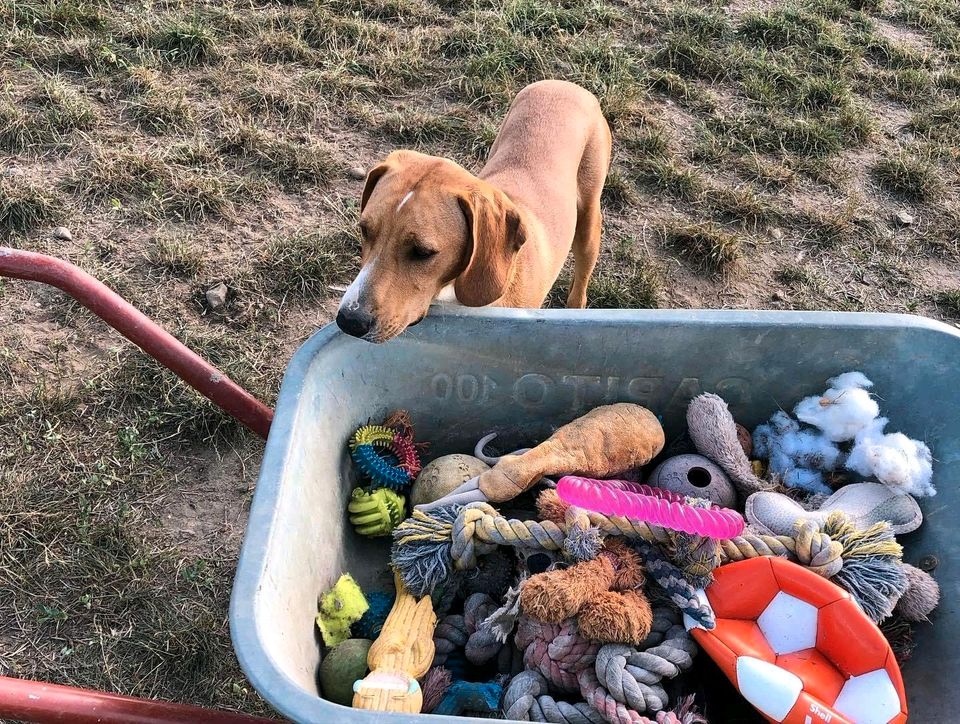 WALLY ❤ aus dem Tierschutz wünscht sich eine Familie in Möckern