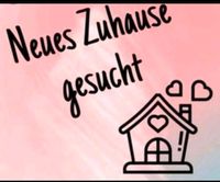 Wir suchen ein Einfamilienhaus oder eine Wohnung Nähe Hohn Schleswig-Holstein - Lohe-Föhrden Vorschau