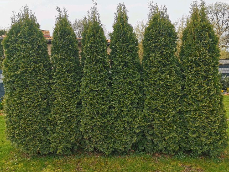 Heck Smaragd Thuja ca 2,8m hoch in Zossen-Dabendorf