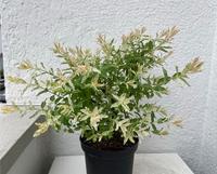 Harlekinweide Strauch Salix integra 'Hakuro-nishiki' 45 cm Hannover - Vahrenwald-List Vorschau