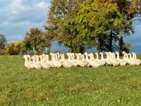 Acker/Wiesen/Weiden Pacht Baden-Württemberg - Reichartshausen Vorschau