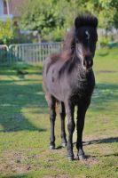 American Miniature Horse Stute AMHA Niedersachsen - Hohenhameln Vorschau