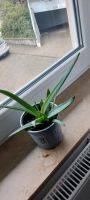 Aloe Vera Bio mit 1 Ableger zuverkaufen Baden-Württemberg - Mannheim Vorschau