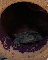 Schildkröte Hessen - Vellmar Vorschau