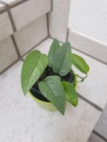 Epipremnum Pinnatum Cebu Blue Ableger Baby Pflanze Essen - Essen-Stadtmitte Vorschau