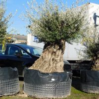 Olivenbaum Hojiblanca Nr. 4 "Olea Europaea" 240cm Stammumfang Nordrhein-Westfalen - Oberhausen Vorschau