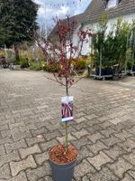 Kleinblättriger Zwergahorn Acer palmatum 'Hime-shojo' stam 60 cm Nordrhein-Westfalen - Simmerath Vorschau