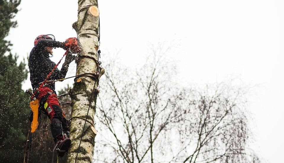 Baumfällung|Baumpflege|Baumkontrolle in Scheden