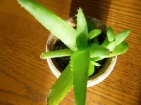 ALOE VERA / die Echte Sachsen - Lößnitz Vorschau