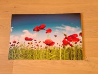 Wandbild Motiv Klatschmohn Maße: 70 x 46 cm Nordrhein-Westfalen - Meinerzhagen Vorschau