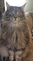 ❗️Seit Jahren suchen wir unseren  Maine Coon Kater❗️ Hessen - Riedstadt Vorschau