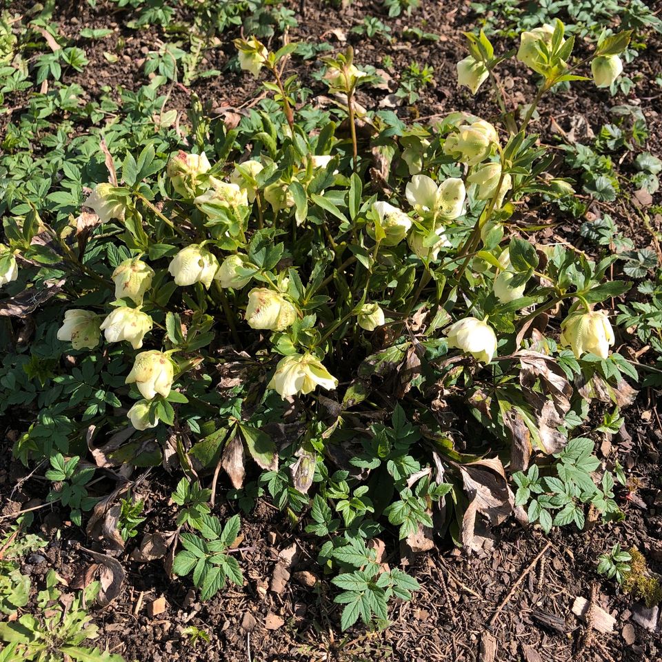 Grosse Orientalische Nieswurz Pflanze ähnl. Christrose Schneerose in Kaufbeuren