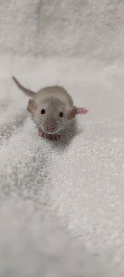 Ratten Babys ❤ aus liebevoller und seriöser Farbrattenzucht ❤ in Dortmund