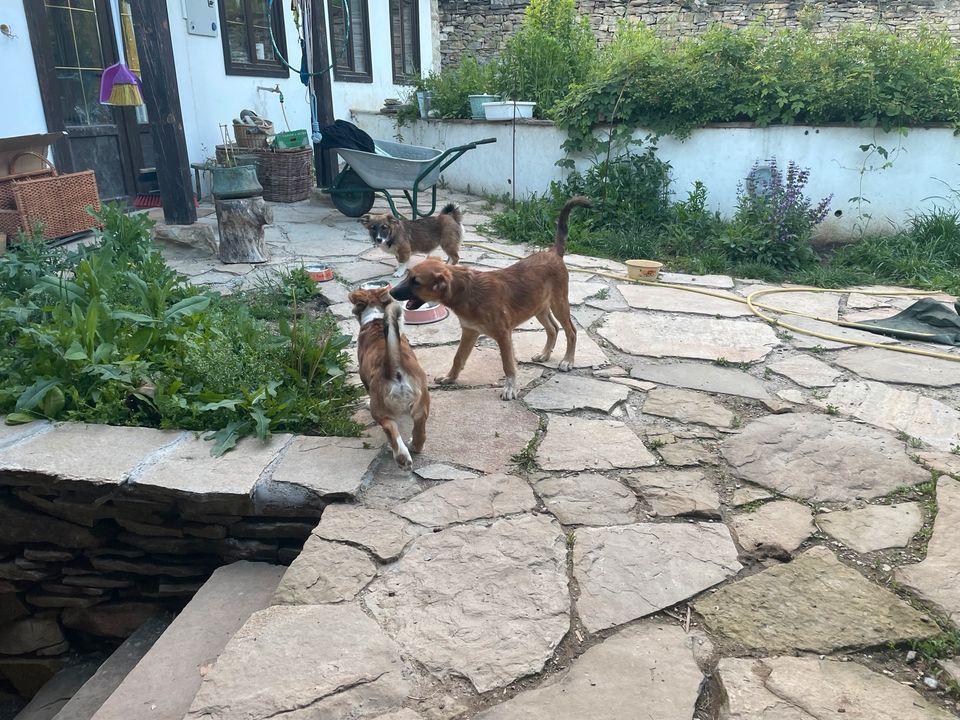 2 wunderschöne Hunde suchen liebevolles Zuhause in Holm