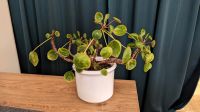 Pilea peperomioides ☘Glückstaler Ufopflanze Chinesischer Geldbaum Düsseldorf - Bilk Vorschau