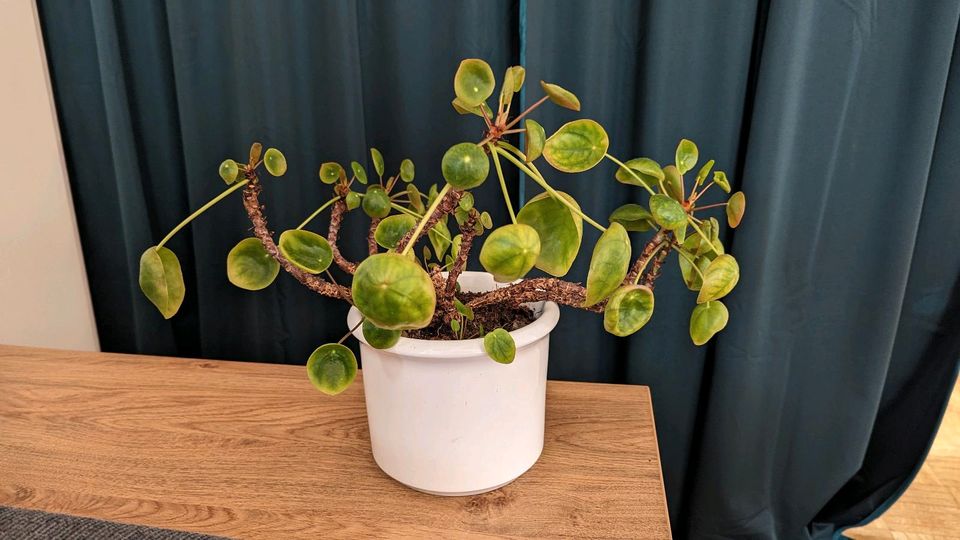 Pilea peperomioides ☘Glückstaler Ufopflanze Chinesischer Geldbaum in Düsseldorf