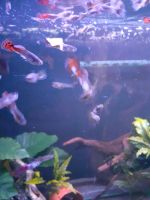 Guppys/Endler,  gesunde Tiere Niedersachsen - Helmstedt Vorschau