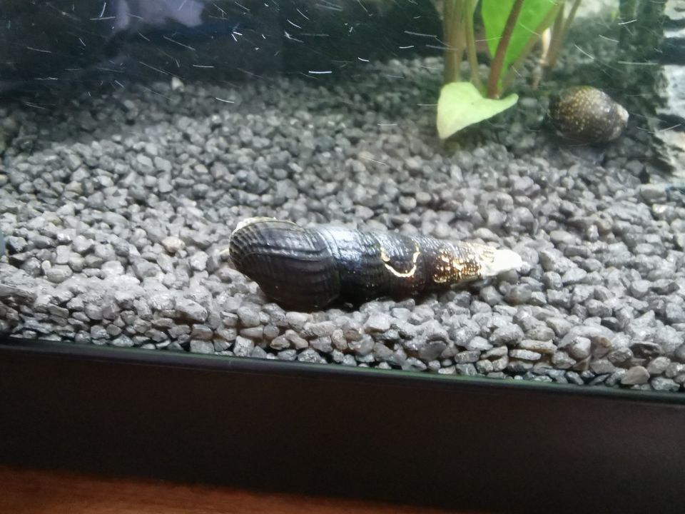 Tylomelania towutensis - yellow spotted - Schnecke für Aquarium in Köln