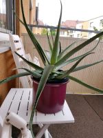 verschiedene Aloe Vera Pflanzen - Mutterpflanze aus Teneriffa Bayern - Würzburg Vorschau
