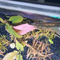 Wasserkelch Cryptocoryne beckettii Petchii Pink Niedersachsen - Ringstedt Vorschau