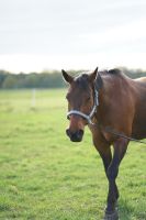 Quarter Horse – tolles Reitpferd und starker Freund (Wallach 17J) Mecklenburg-Vorpommern - Schwichtenberg Vorschau