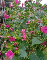Wunderblume Samen Blumensamen Mirabilis Pink Gelb Gemixt Sachsen-Anhalt - Quedlinburg Vorschau