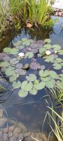 Wasserpflanzen Teichpflanzen Müritz - Landkreis - Waren (Müritz) Vorschau