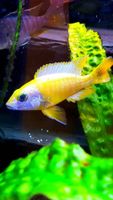 Sciaenochromis  Ahli Yellow Lemon!!! Das Original !!! Baden-Württemberg - Kohlberg Vorschau