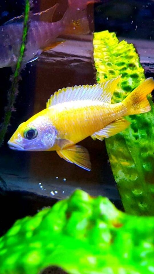 Sciaenochromis  Ahli Yellow Lemon!!! Das Original !!! in Kohlberg