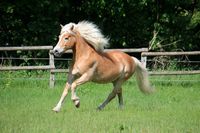 Suche Reitbeteiligung Pony Frankfurt am Main - Kalbach-Riedberg Vorschau