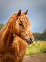 bildschöner DRP Wallach Barbiepferd deutsches Reitpony Geeste - Dalum Vorschau