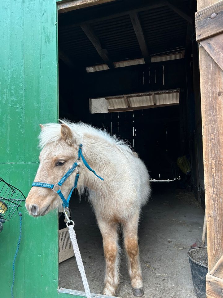 DpbS Shetty Wallach, Sonderfarbe, Absetzer, Schulpony in Groß Quenstedt