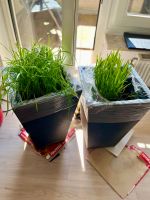 2 Pflanzenkübel mit Bepflanzung Pflanze Balkon Terrasse Gras Bayern - Sulzbach-Rosenberg Vorschau