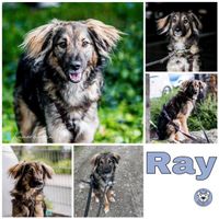 RAY in 93102 Pfatter Hessen - Heidenrod Vorschau