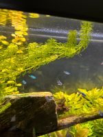 Aquarium Wasserpflanze Egeria Najas Nordrhein-Westfalen - Oberhausen Vorschau