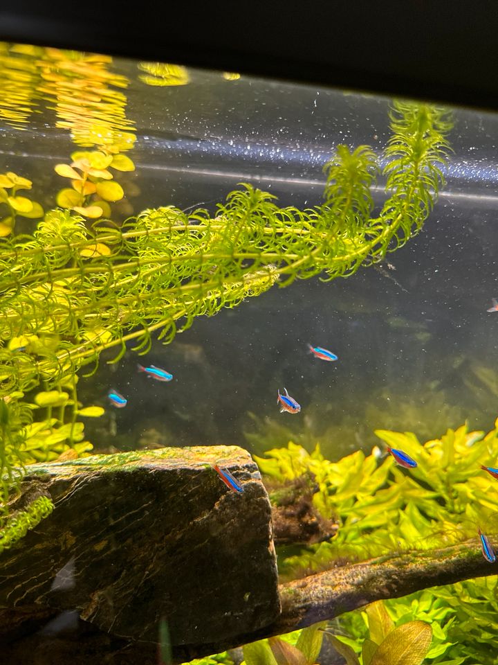 Aquarium Wasserpflanze Egeria Najas in Oberhausen