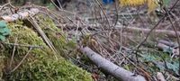 Suche Wald wo ich Holz (Brennholz)auflesen darf! Baden-Württemberg - Eberbach Vorschau