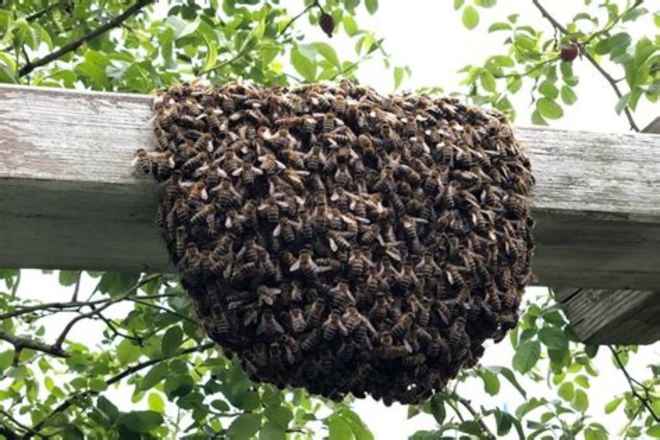 Suche Bienen Bienenschwarm Imker Schwarm in Welzow